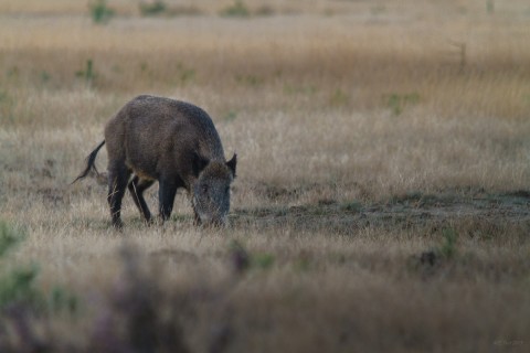 IMG_6060