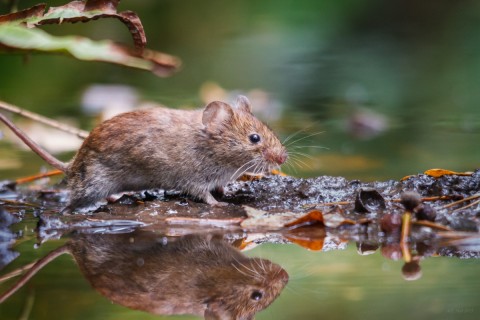 Rosse woelmuis