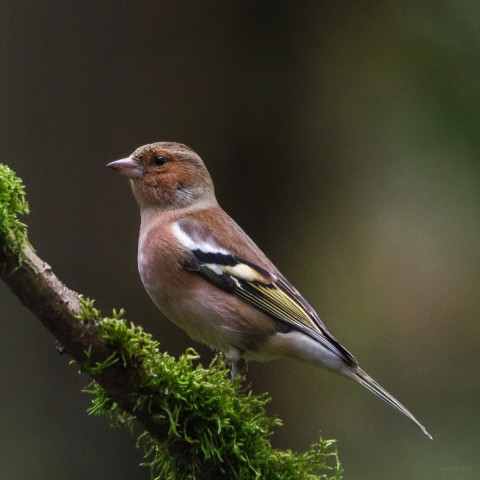 Vink