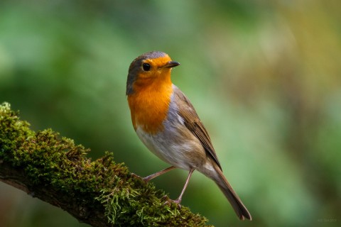 Roodborst