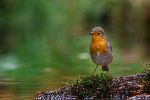 Roodborst