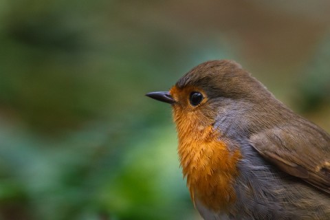 Roodborst