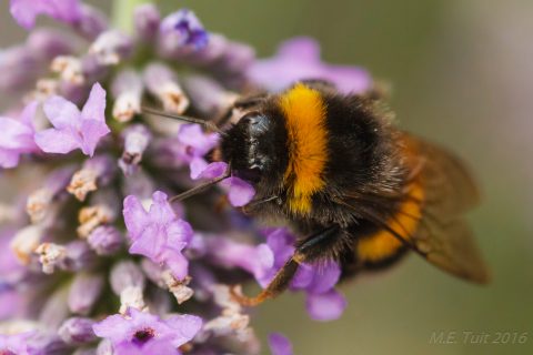 Hommel